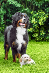 Bernese Mountain Dog and caniche toy in park