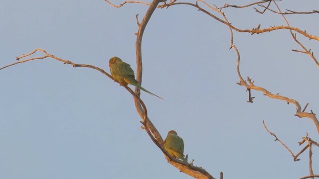 Two wild green parrots flying away from the branches of a tree