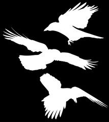 set of three crow silhouettes on black