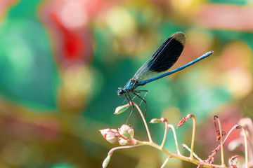 dragonfly