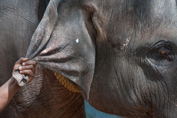 MAnn zieht Elefant am Ohr