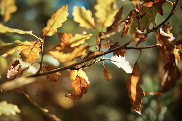 Naklejka na ściany i meble Autumn colourful leafs