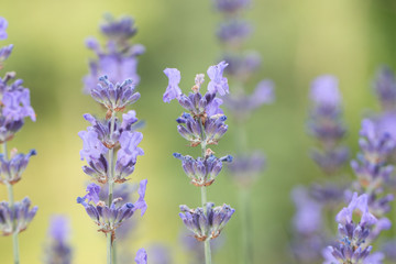 Naklejka premium lavender