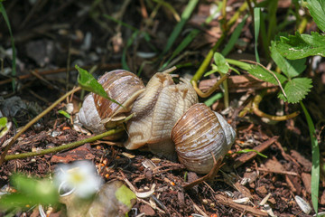 Weinbergschneckenpaarung im Wald