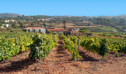 Fototapeta na wymiar Vineyards on the island of Tenerife
