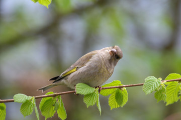 Grünfink mit wunderschönem Federkleid