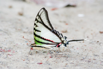 Obraz na płótnie Canvas Rare and colorful butterfly in South America