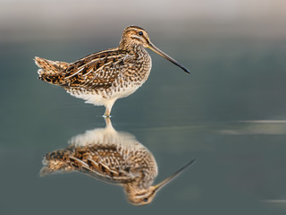 Common Snipe with Reflection Closeup Portrait