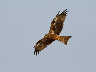 Black Kite Bird in flight