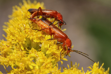 Käfer bei der Paarung auf gelber Blüte