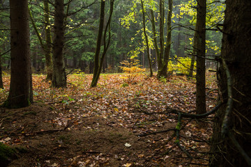 Viel buntes Laub liegt auf dem Waldboden im Mischwald