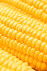corn with water drop, macro image, fresh corn cob.