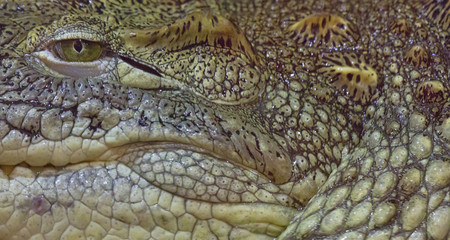 green crocodile abstract background