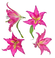 dark pink four lily isolated blooms on white