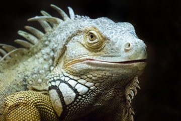 lizard portrait on black