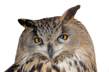 large eagle-owl closeup on white