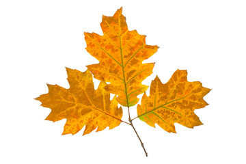 branch with yellow leaves isolated on white background