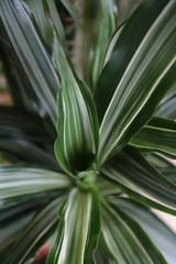 Obraz premium flowers