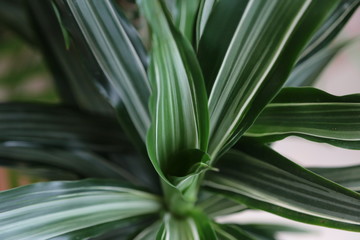 Obraz premium closeup of aloe vera plant