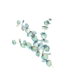 Watercolor eucalyptus branch. Botanical greenery card. Isolated images on white background. Art print