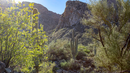 Pusch Ridge in the Catalina Mountains along the Linda Vista hoking trail in the Sonoran Desert. Beautiful Southwestern landscape with saguaro cactus, cholla, prickly pear and other cacti in Arizona. 
