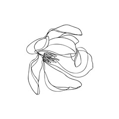 Magnolia black and white Flower sketch. Magnolia illustration isolated on white background. Hand drawn flower