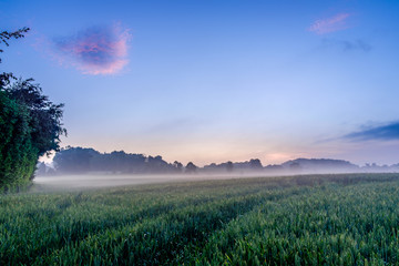 Between the sunset and the blue hour over a Rye field in the Orne countryside on a foggy evening, Normandy France - obrazy, fototapety, plakaty