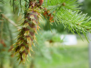 Two fresh healthy green pine tree cone