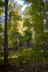 Beautiful autumn forest with colourful warm leafs