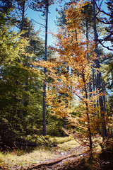 Beautiful autumn forest with colourful warm leafs
