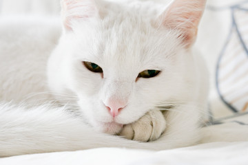 Beauty mixed-breed white cat on white background