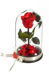 decorative flower preserved (eternal roses) in the globe of glass isolated on white