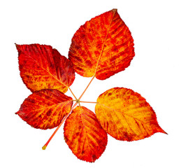 Colorful autumn raspberry leaves