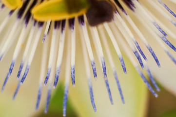 Passiflora incarnata blossom flower