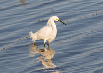 Obraz premium Snowy Egret looking for food
