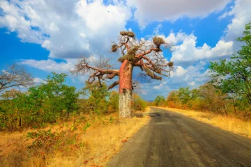 Rolgordijnen zonder boren Baobab Game drive safari in Musina Nature Reserve, een van de grootste collecties baobabs in Zuid-Afrika. Schilderachtig landschap van Baobab-boom in Limpopo Game and Nature Reserves.