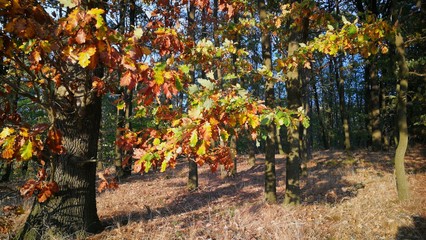 Mein Herbst 2018 9