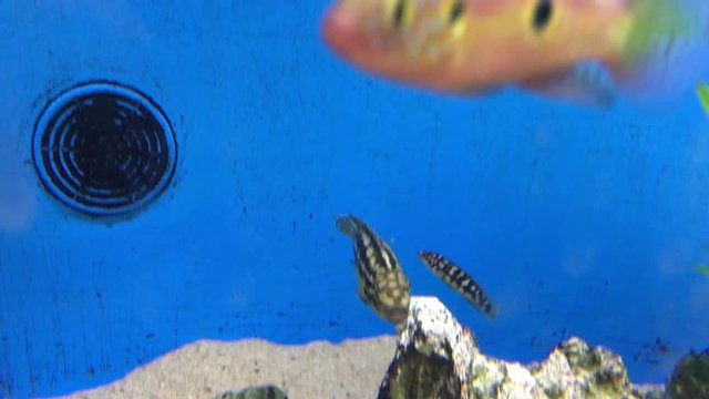 Juliodochromis transcriptus, Schwarzweißer Schlankcichlide