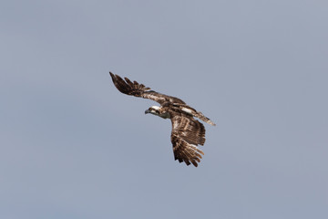 Osprey Flying over Marsh