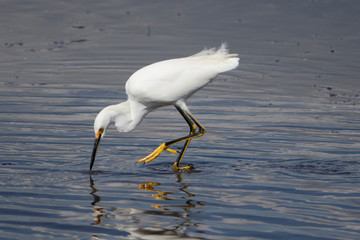 Snowy Egret looking for food