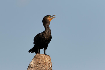 Double Crested Cormorant