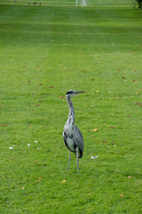 Grey Heron (Ardea Cinerear) on a lush green lawn