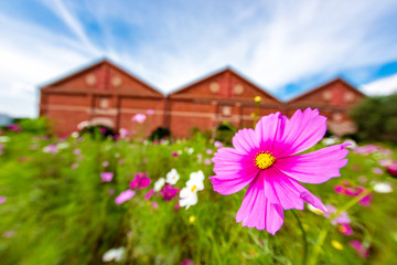 秋桜