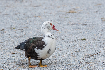  Domestic Goose enjoying for walking in garden.