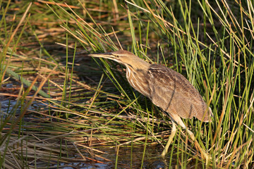 American Bittern stalking food
