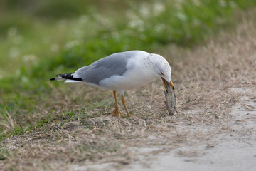 Ring-billed Gull with fish