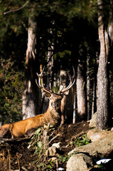 cerf les angles
