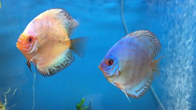 Diskusfische im Aquarium 