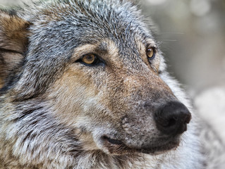 wolf close up photo