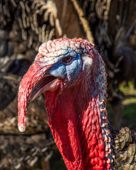 Close up of a domestic Tom Turkey, Meleagris gallopavo